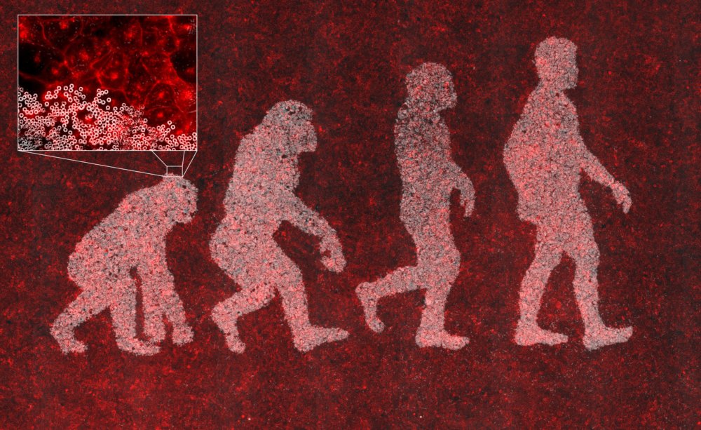 Darwin evolution image