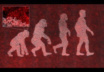 Darwin's evolution image